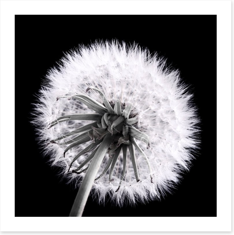 Dandelion eclipse