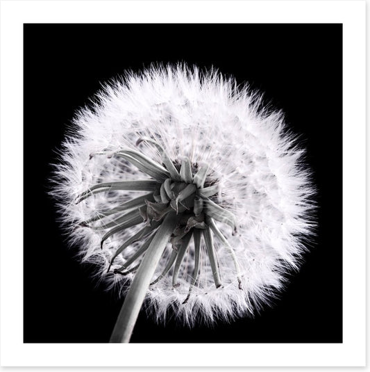 Dandelion eclipse