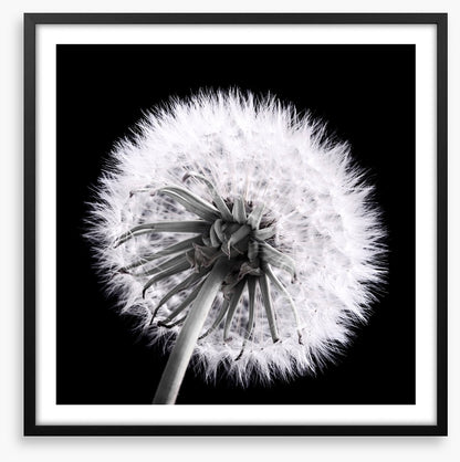 Dandelion eclipse