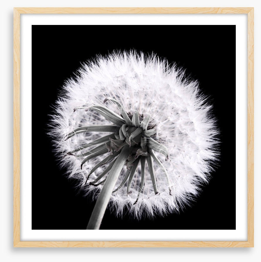 Dandelion eclipse