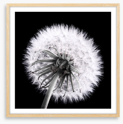 Dandelion eclipse