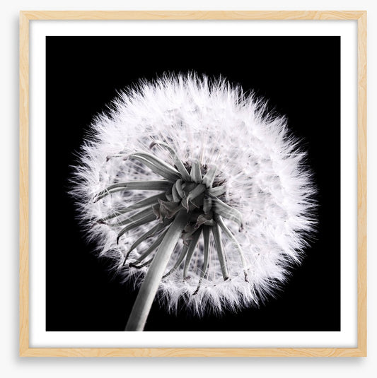 Dandelion eclipse