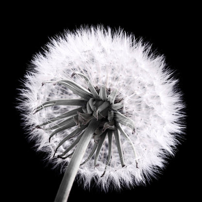 Dandelion eclipse