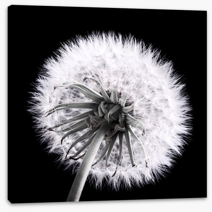 Dandelion eclipse