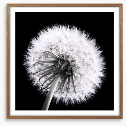 Dandelion eclipse