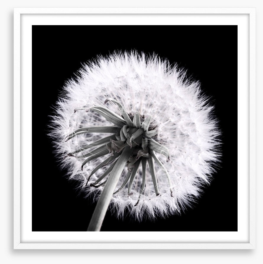 Dandelion eclipse