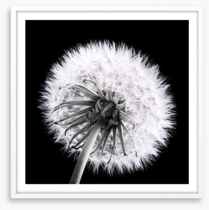 Dandelion eclipse