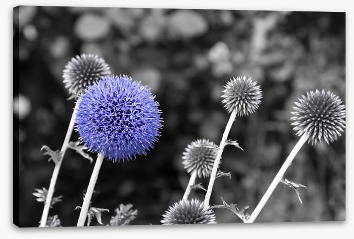 Purple chardon