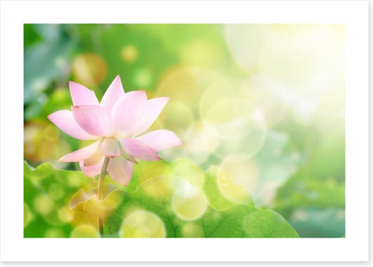 Lotus in the leaves