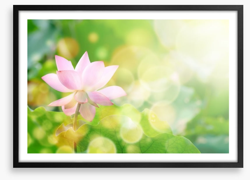 Lotus in the leaves