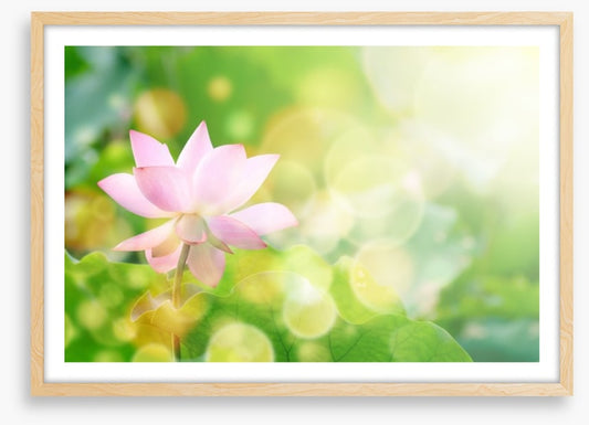 Lotus in the leaves