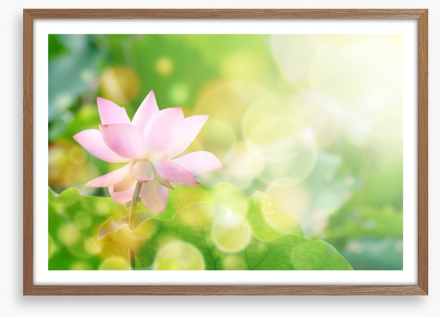 Lotus in the leaves
