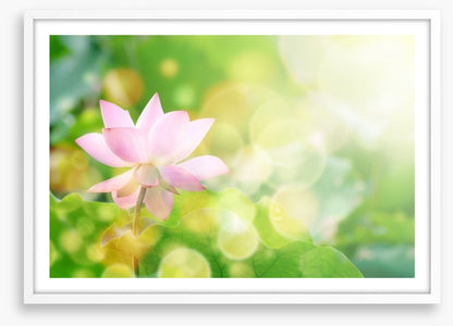 Lotus in the leaves