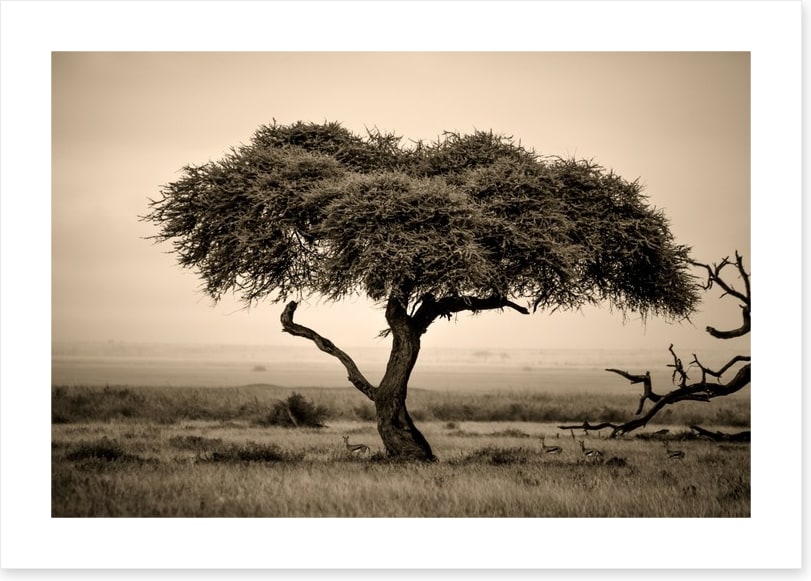 Under the acacia