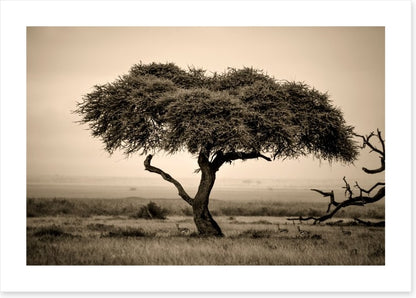 Under the acacia