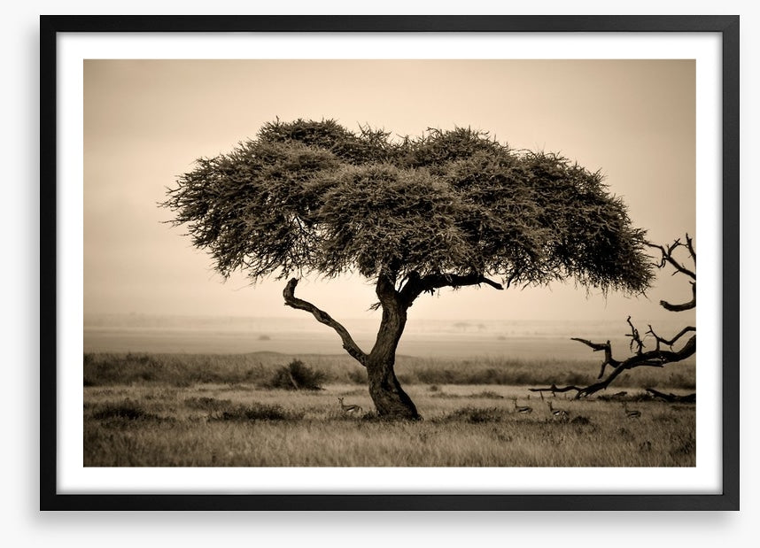 Under the acacia