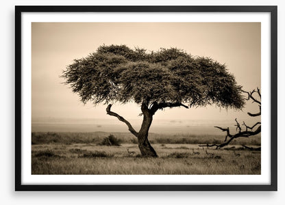 Under the acacia