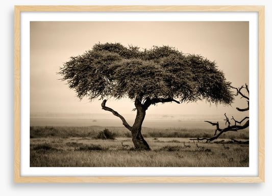 Under the acacia