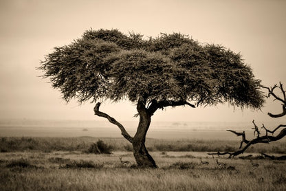 Under the acacia