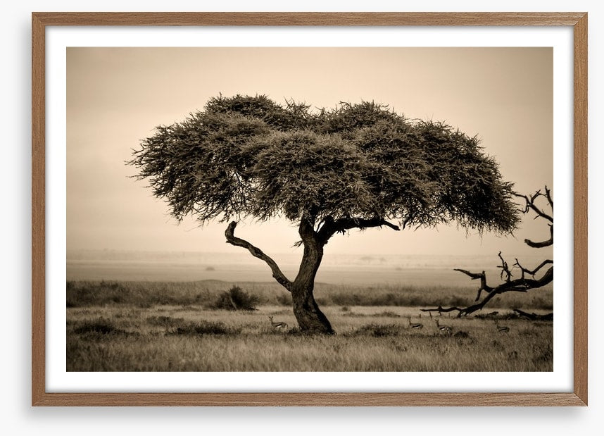 Under the acacia
