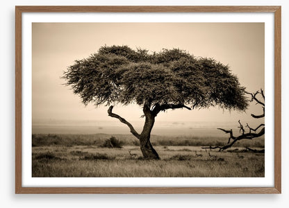 Under the acacia
