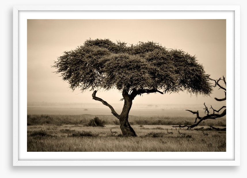 Under the acacia
