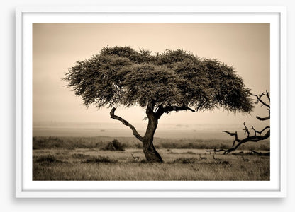 Under the acacia