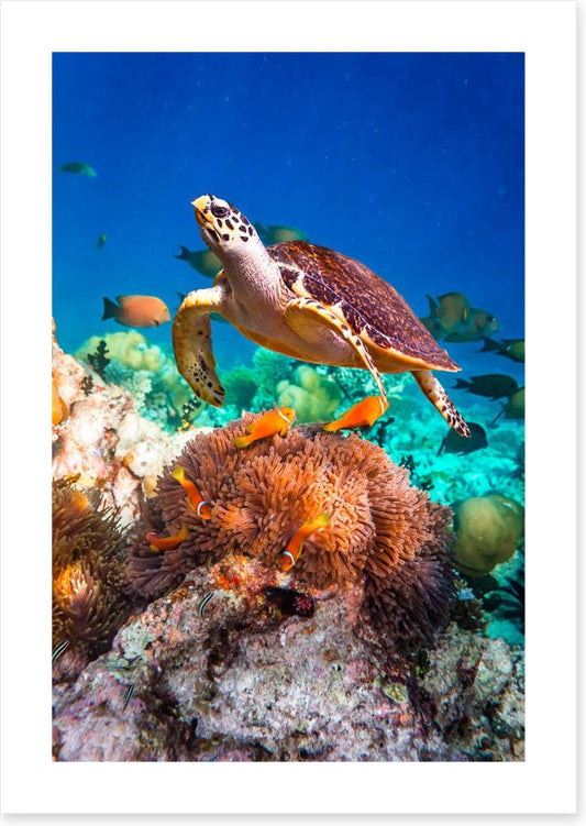 Hawksbill hello
