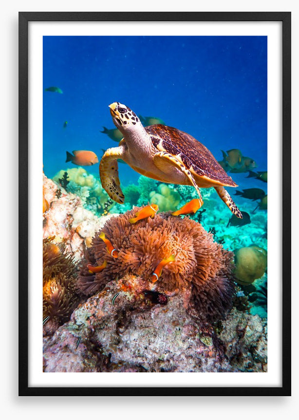 Hawksbill hello