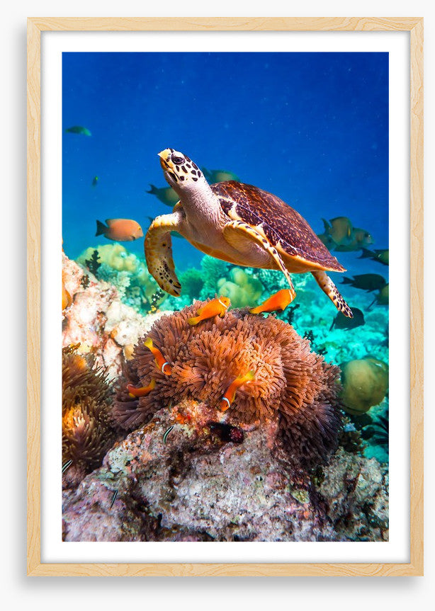 Hawksbill hello