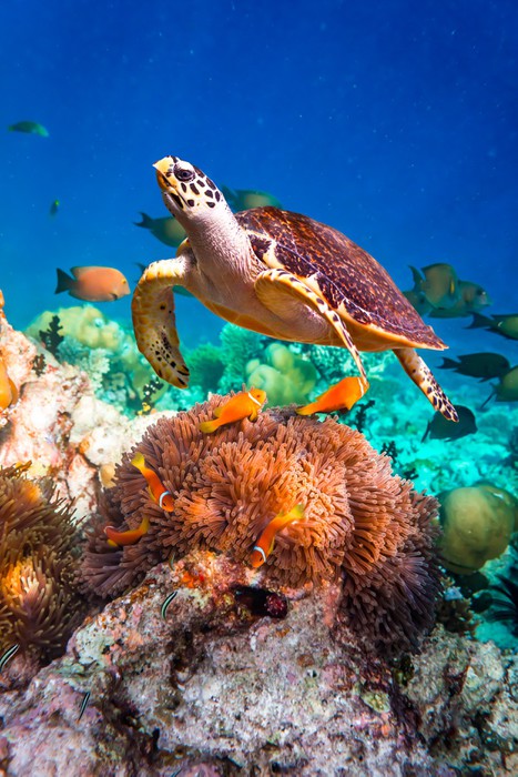 Hawksbill hello