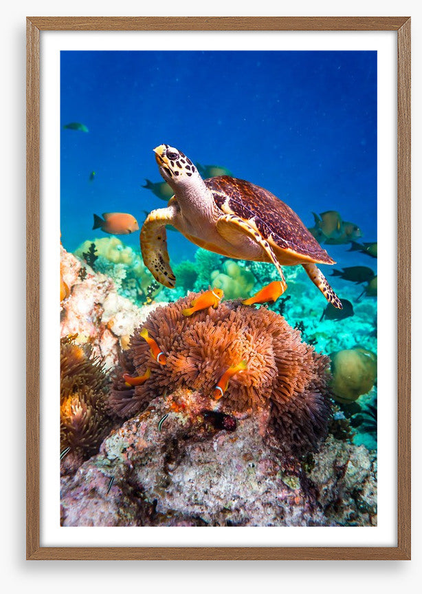 Hawksbill hello