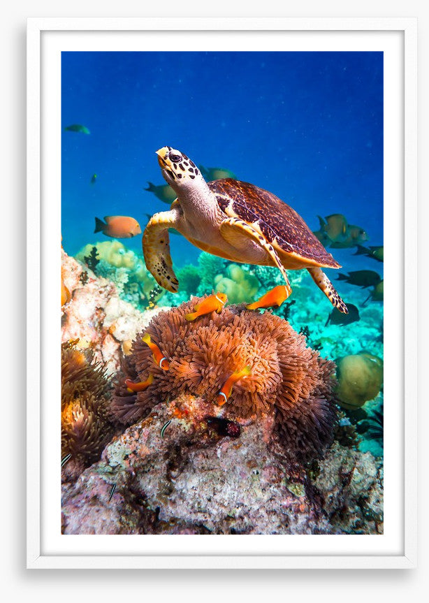 Hawksbill hello