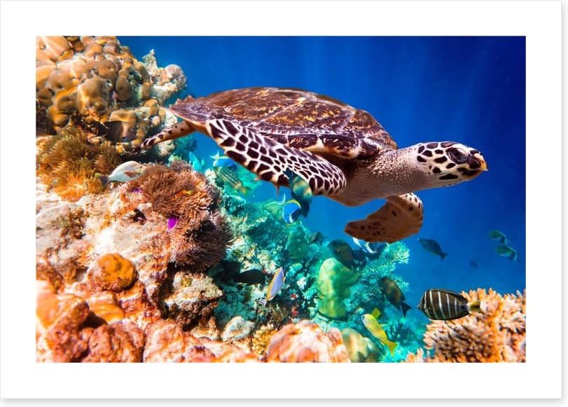 Hawksbill turtle