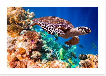 Hawksbill turtle