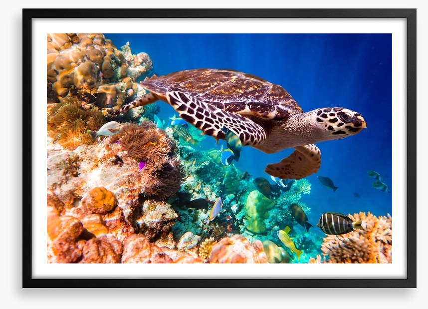 Hawksbill turtle
