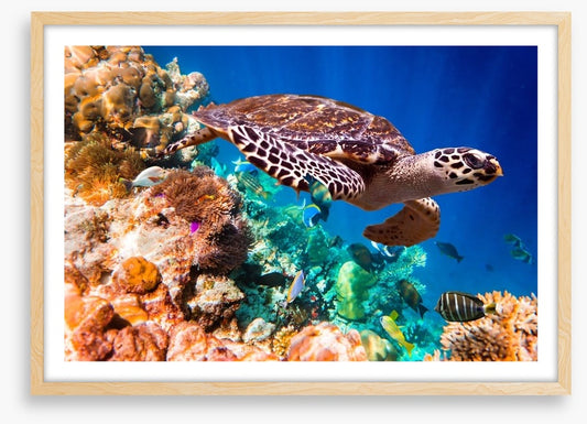 Hawksbill turtle