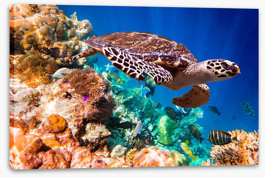 Hawksbill turtle