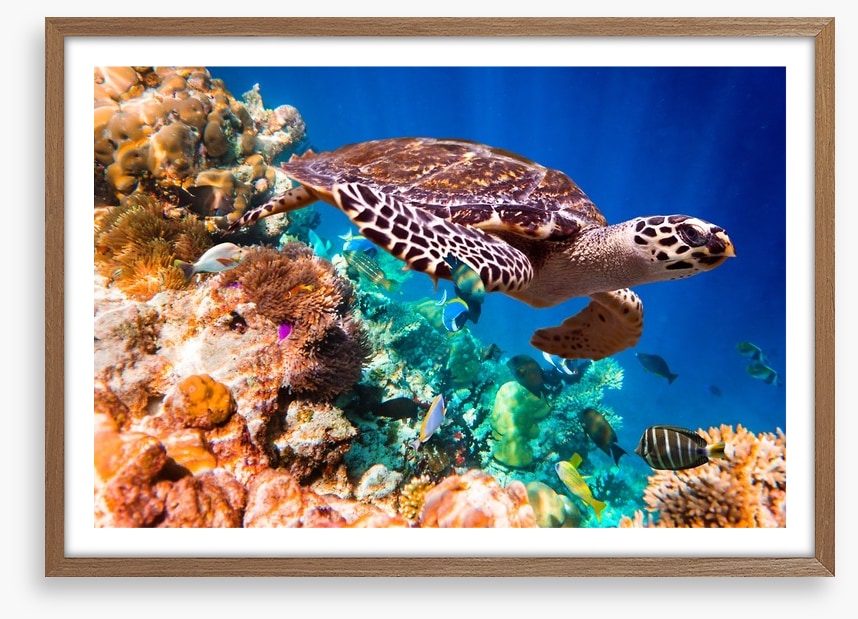 Hawksbill turtle
