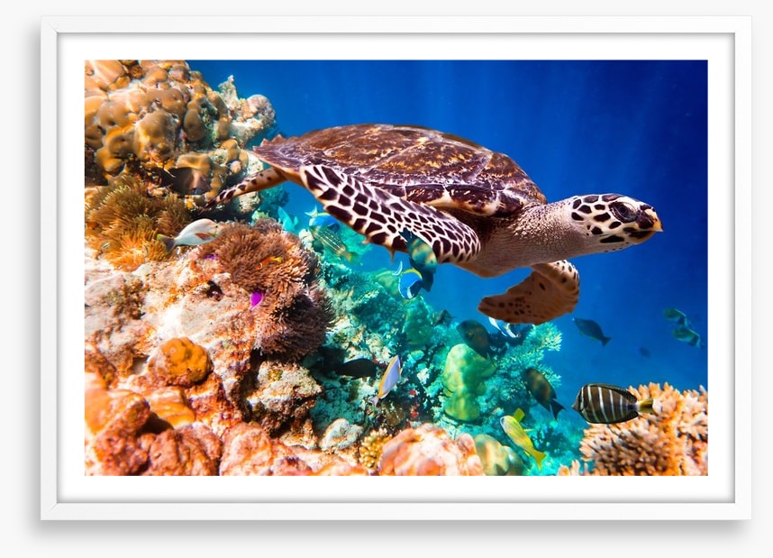 Hawksbill turtle