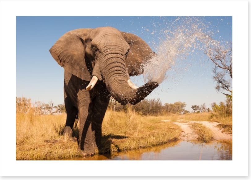 Elephant spray