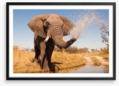 Elephant spray