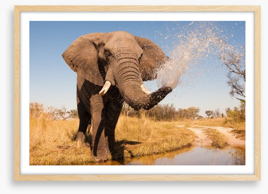 Elephant spray