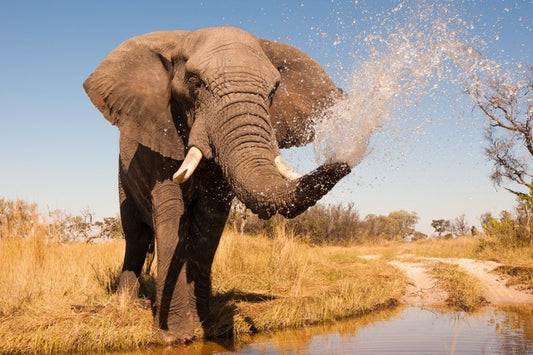 Elephant spray