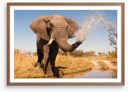Elephant spray
