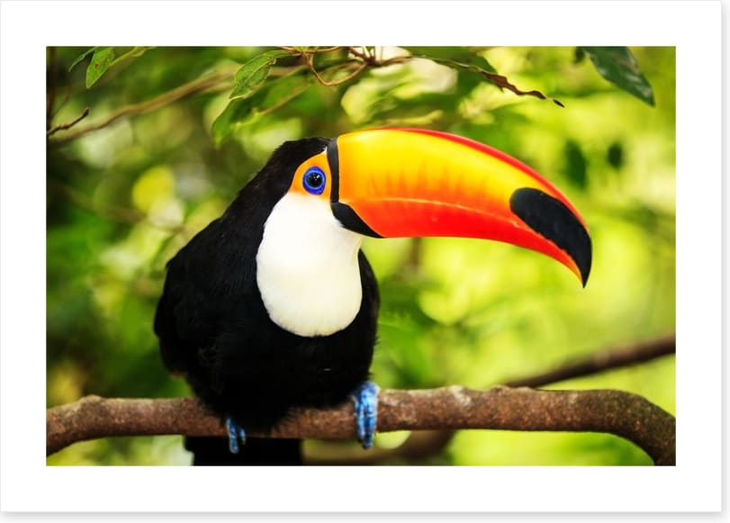 Rainforest tucan