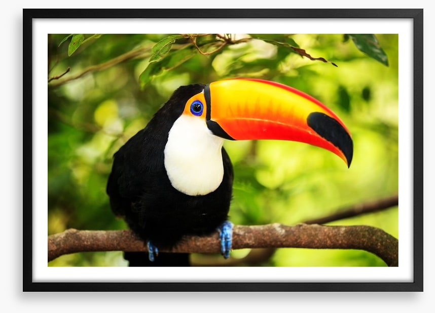 Rainforest tucan