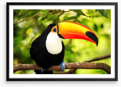 Rainforest tucan