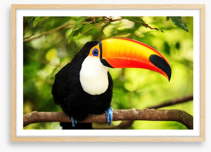 Rainforest tucan