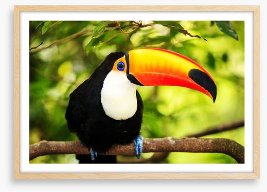 Rainforest tucan